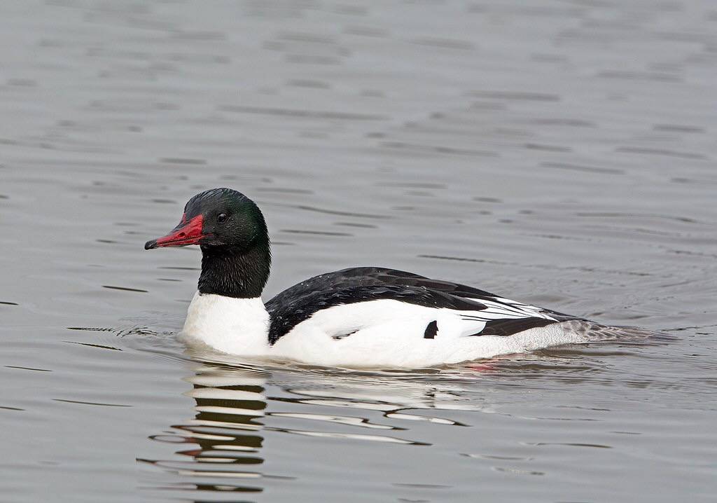 Common Merganser male by Doug Greenberg is licensed under CC BY-NC 2.0